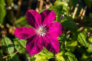 Clematis 'Rouge Cardinal' - 80-100 CM C2 CANED - image 5