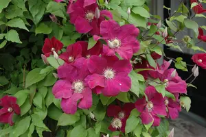 Clematis 'Rouge Cardinal' - 125-150 CM C20 3 CANE - image 5