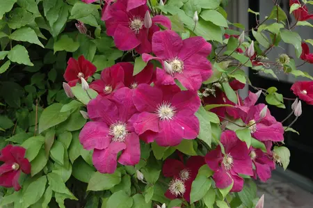 Clematis 'Rouge Cardinal' - 175-200 CM C20 3 CANES - image 5