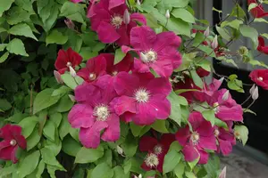 Clematis 'Rouge Cardinal' - 80-100 CM C2 CANED - image 4