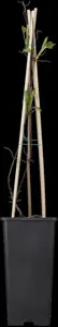 Clematis 'Rouge Cardinal' - 2 Ltr, single cane - image 3