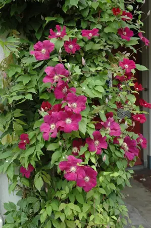 Clematis 'Rouge Cardinal' - 80-100 CM C3 - image 4