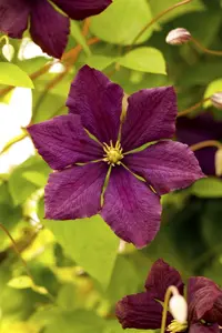 Clematis 'Royal Velours'