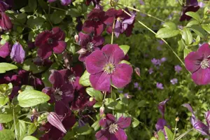 Clematis 'Royal Velours' - 2 Ltr, single cane - image 3