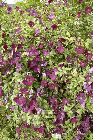 Clematis 'Royal Velours' - 2 Ltr, single cane - image 2