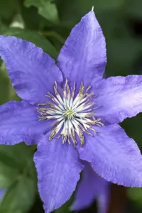Clematis 'Semu'