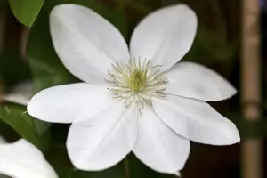Clematis 'Shirayakihime'