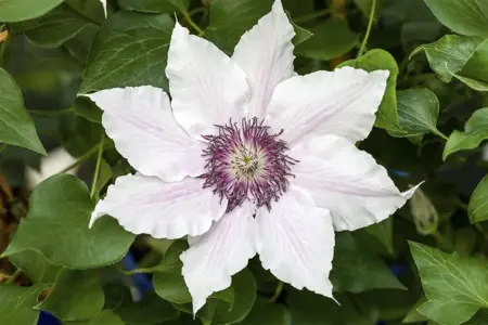 Clematis 'Snow Queen' - 2 Ltr, 4 canes