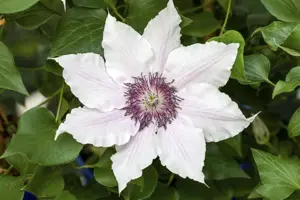 Clematis 'Snow Queen' - 2 Ltr, 4 canes