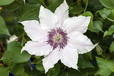 Clematis 'Snow Queen' - 2 Ltr pot