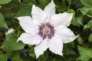 Clematis 'Snow Queen' - 2 Ltr pot