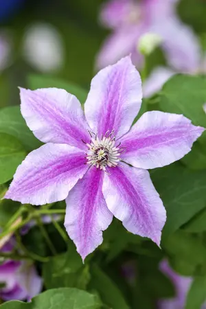 Clematis 'Souvenir du Capitaine Thuilleux' - 2 Ltr, single cane