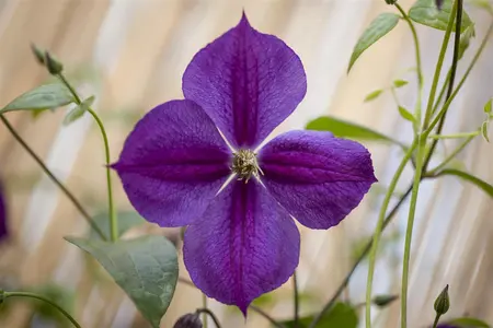 Clematis 'Star of India' - 2 Ltr pot
