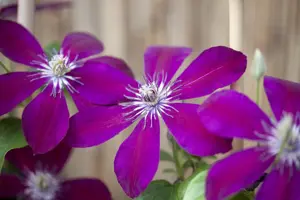 Clematis 'Sunset'