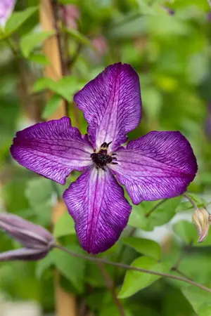 Clematis 'Super Nova'? - 2 Ltr, 4 canes - image 2