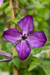 Clematis 'Super Nova'? - 2 Ltr, 4 canes - image 2