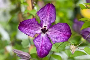 Clematis 'Super Nova'?