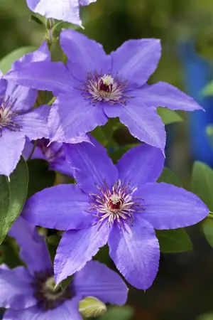 Clematis 'Temptation'? - 2 Ltr, single cane - image 4
