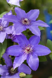 Clematis 'Temptation'? - 2 Ltr, single cane - image 4
