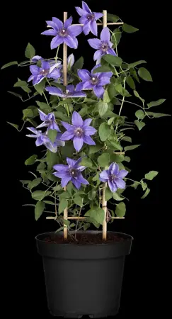 Clematis 'Temptation'? - 2 Ltr, single cane - image 5
