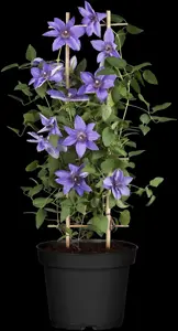 Clematis 'Temptation'? - 2 Ltr, single cane - image 5