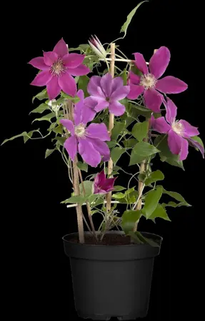 Clematis 'Temptation'? - 2 Ltr, single cane - image 2