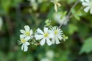 Clematis terniflora