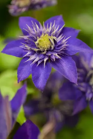 Clematis 'The President' - 2 Ltr, 4 canes - image 2
