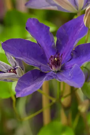 Clematis 'The President' - 2 Ltr, 4 canes - image 3