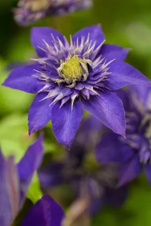 Clematis 'The President' - 150-175 CM C5 - image 2