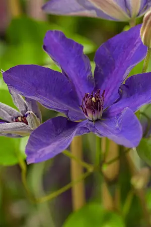 Clematis 'The President' - 150-175 CM C5 - image 3