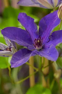 Clematis 'The President' - 150-175 CM C5 - image 3