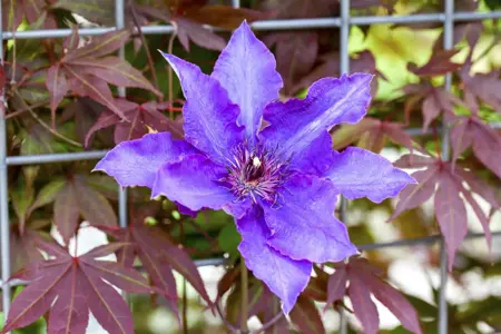 Clematis 'The President' - 2 Ltr, 4 canes - image 4