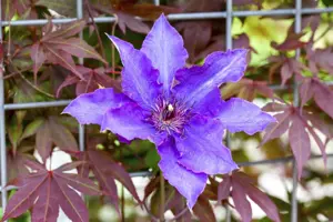 Clematis 'The President' - 2 Ltr, 4 canes - image 4