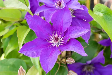 Clematis 'The President' - 2 Ltr, 4 canes - image 5