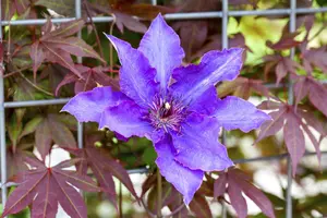 Clematis 'The President' - 150-175 CM C5 - image 4
