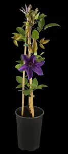 Clematis 'The President'