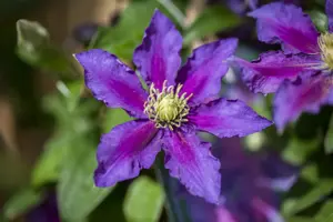 Clematis 'The Vagabond'
