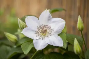 Clematis 'Valge Daam'