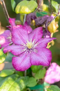 Clematis 'Ville de Lyon' - 2 Ltr pot - image 5