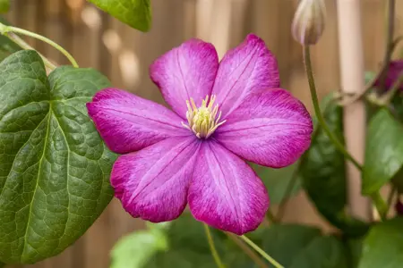 Clematis 'Ville de Lyon' - 2 Ltr, single cane - image 2