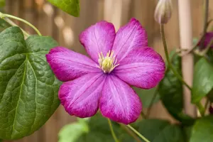 Clematis 'Ville de Lyon' - 2 Ltr, single cane - image 2