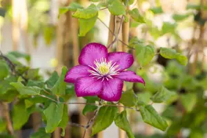 Clematis 'Ville de Lyon' - 2 Ltr, single cane - image 3