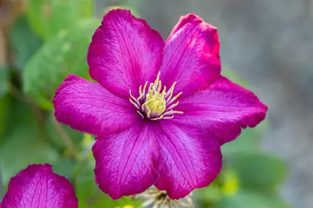 Clematis 'Ville de Lyon' - 2 Ltr, single cane - image 4