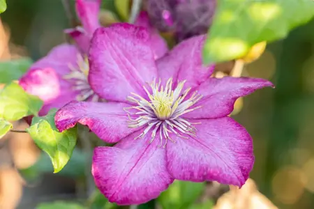 Clematis 'Ville de Lyon' - 2 Ltr, single cane - image 5
