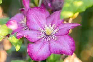 Clematis 'Ville de Lyon' - 2 Ltr, single cane - image 5