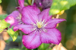 Clematis 'Ville de Lyon' - 175-200 CM C20 3 CANES - image 5