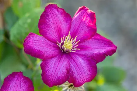 Clematis 'Ville de Lyon' - 2 Ltr pot - image 3