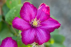 Clematis 'Ville de Lyon' - 2 Ltr pot - image 3