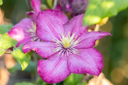 Clematis 'Ville de Lyon' - 2 Ltr pot - image 4